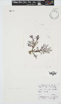 Spyridia cupressina image