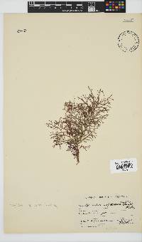 Spyridia cupressina image