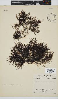 Spyridia cupressina image