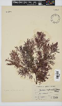 Spyridia cupressina image