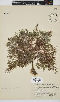 Spyridia cupressina image