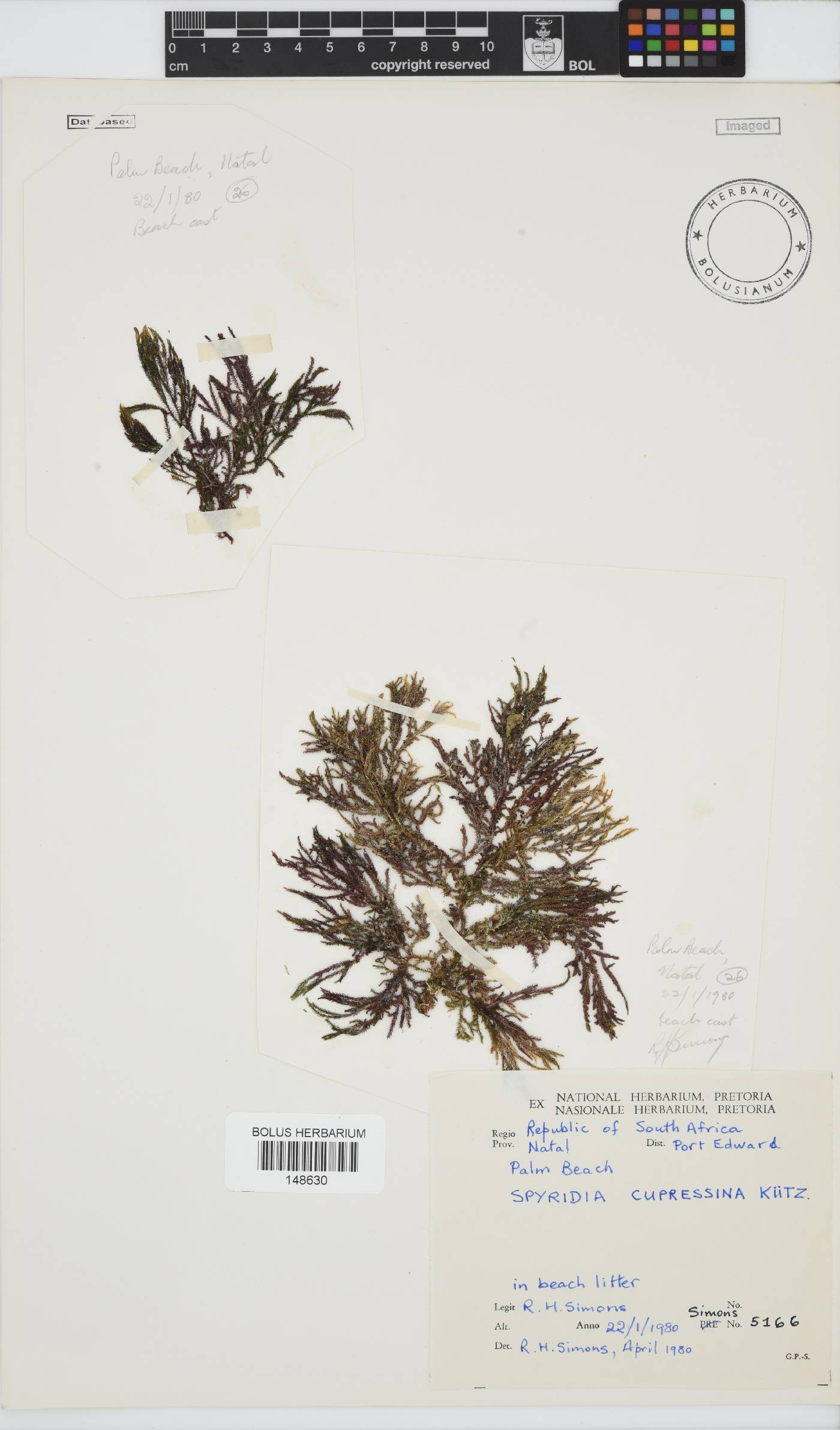 Spyridia cupressina image