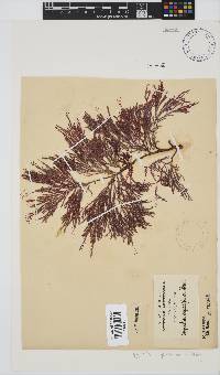 Spyridia cupressina image