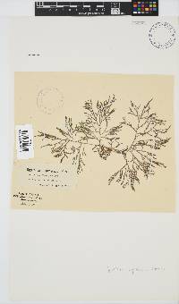 Spyridia cupressina image
