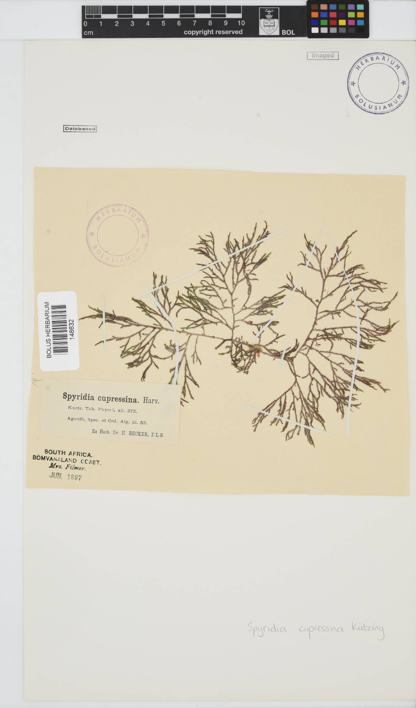 Spyridia cupressina image