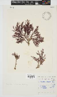 Spyridia cupressina image
