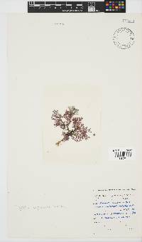 Spyridia cupressina image