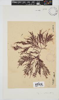Spyridia cupressina image