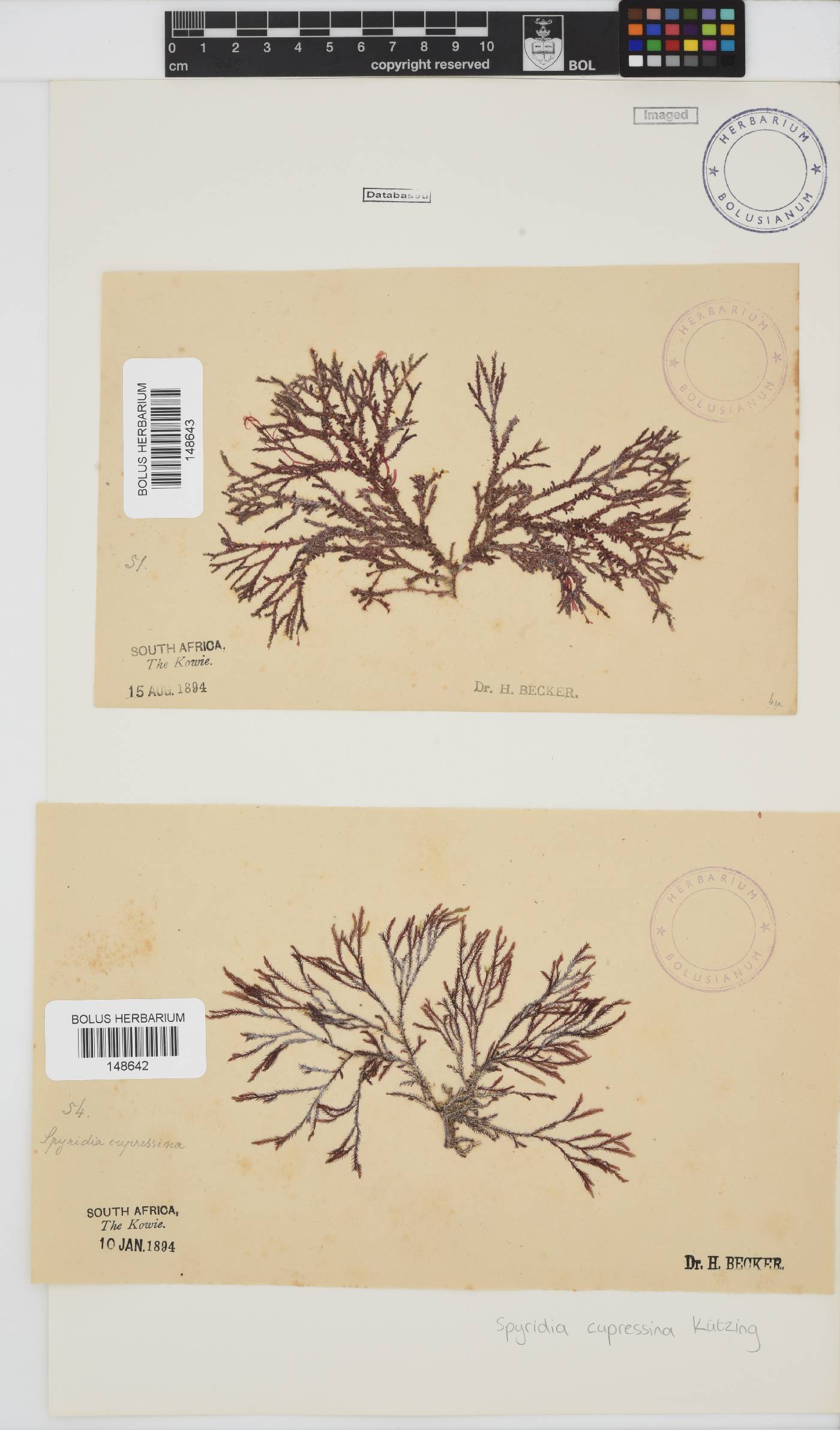 Spyridia cupressina image
