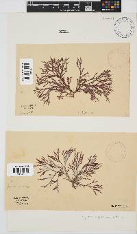 Spyridia cupressina image