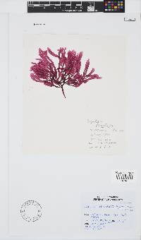 Image of Sebdenia flabellata