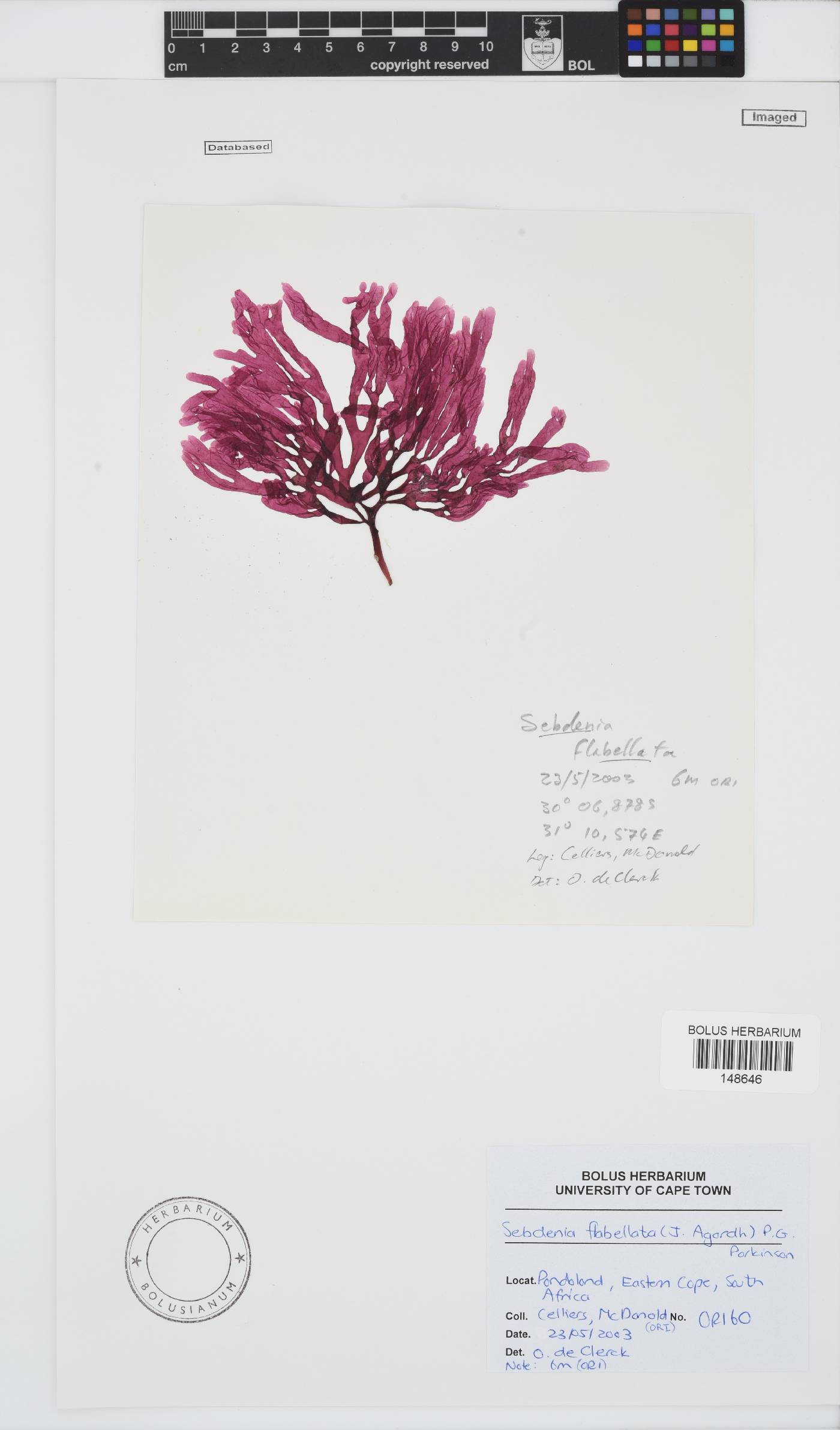 Sebdenia flabellata image