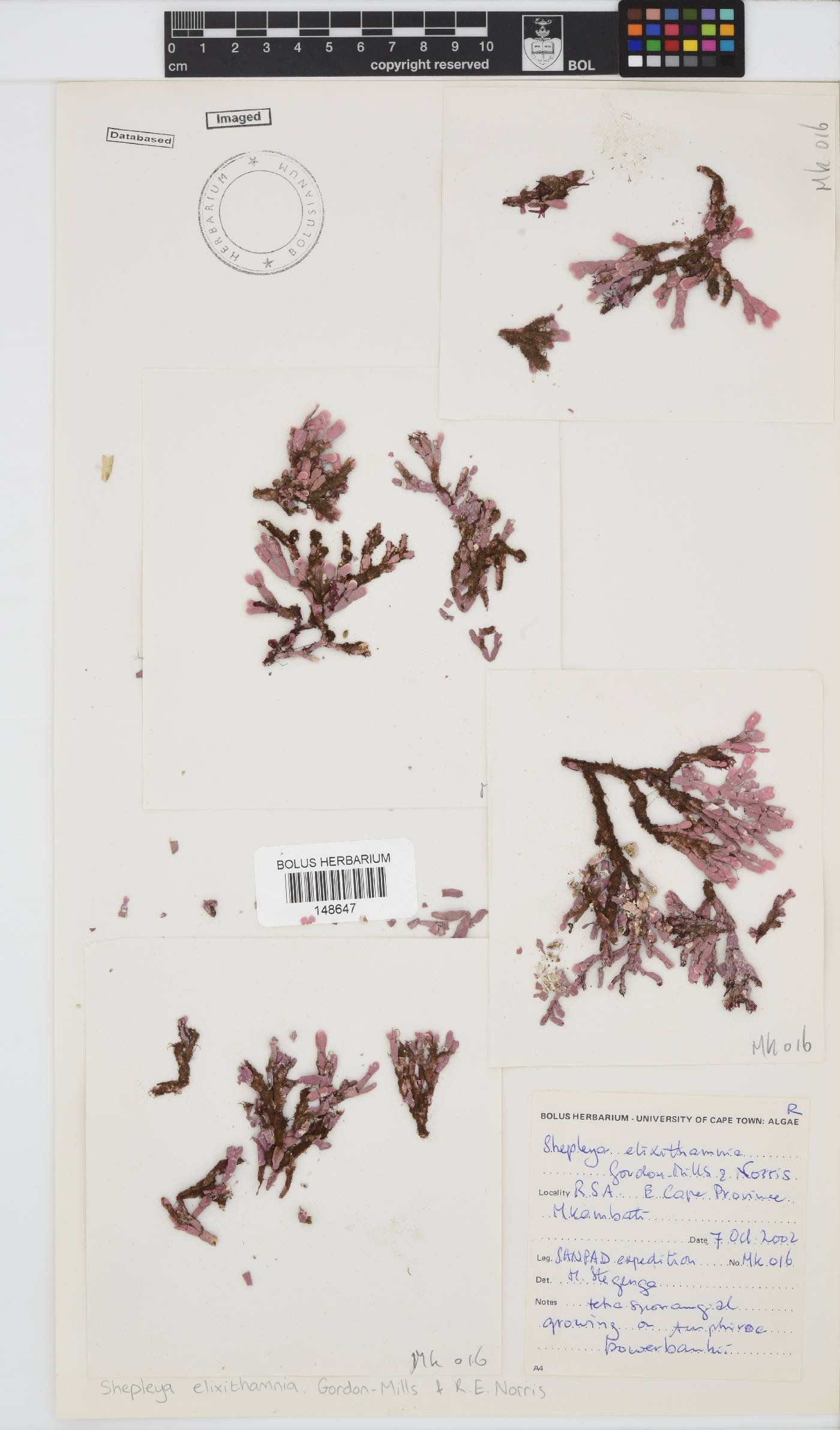Shepleya elixithamnia image