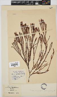 Scinaia salicornioides image