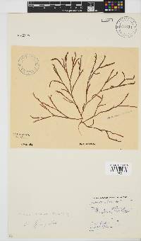 Scinaia salicornioides image