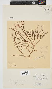 Scinaia salicornioides image