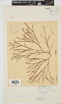 Scinaia salicornioides image