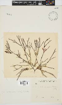 Scinaia salicornioides image