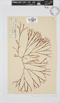 Scinaia salicornioides image