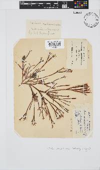 Scinaia salicornioides image