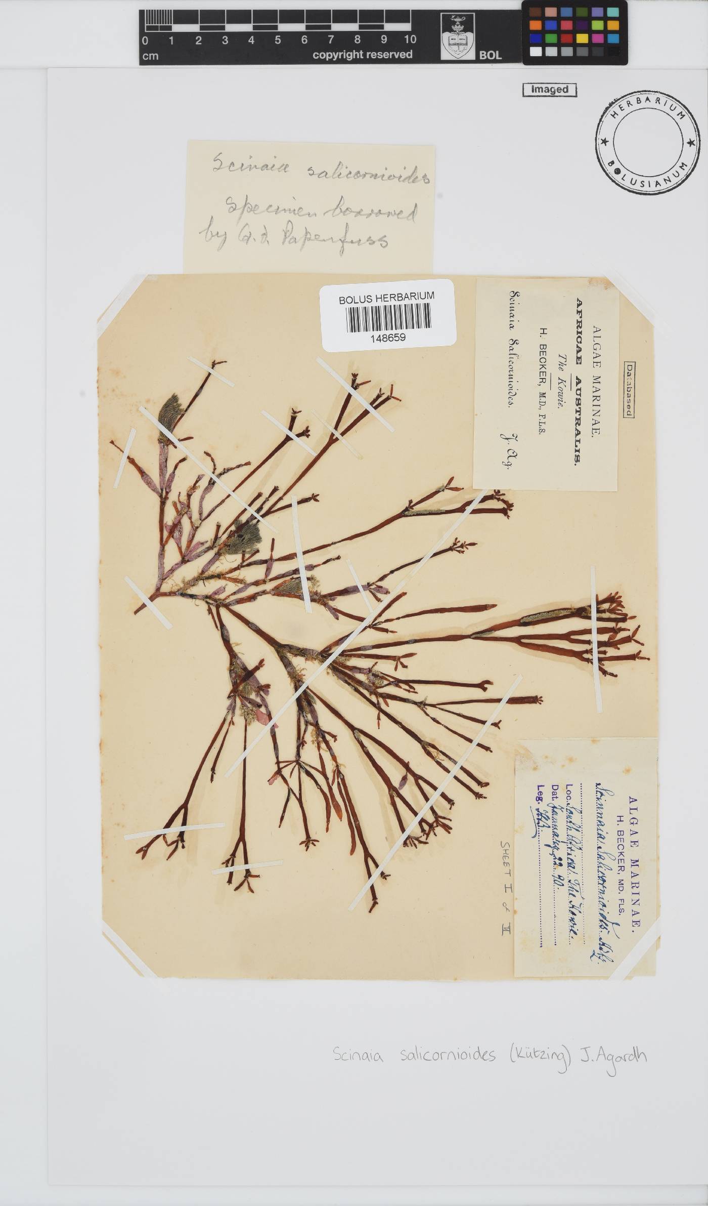 Scinaia salicornioides image