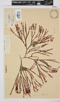 Scinaia salicornioides image