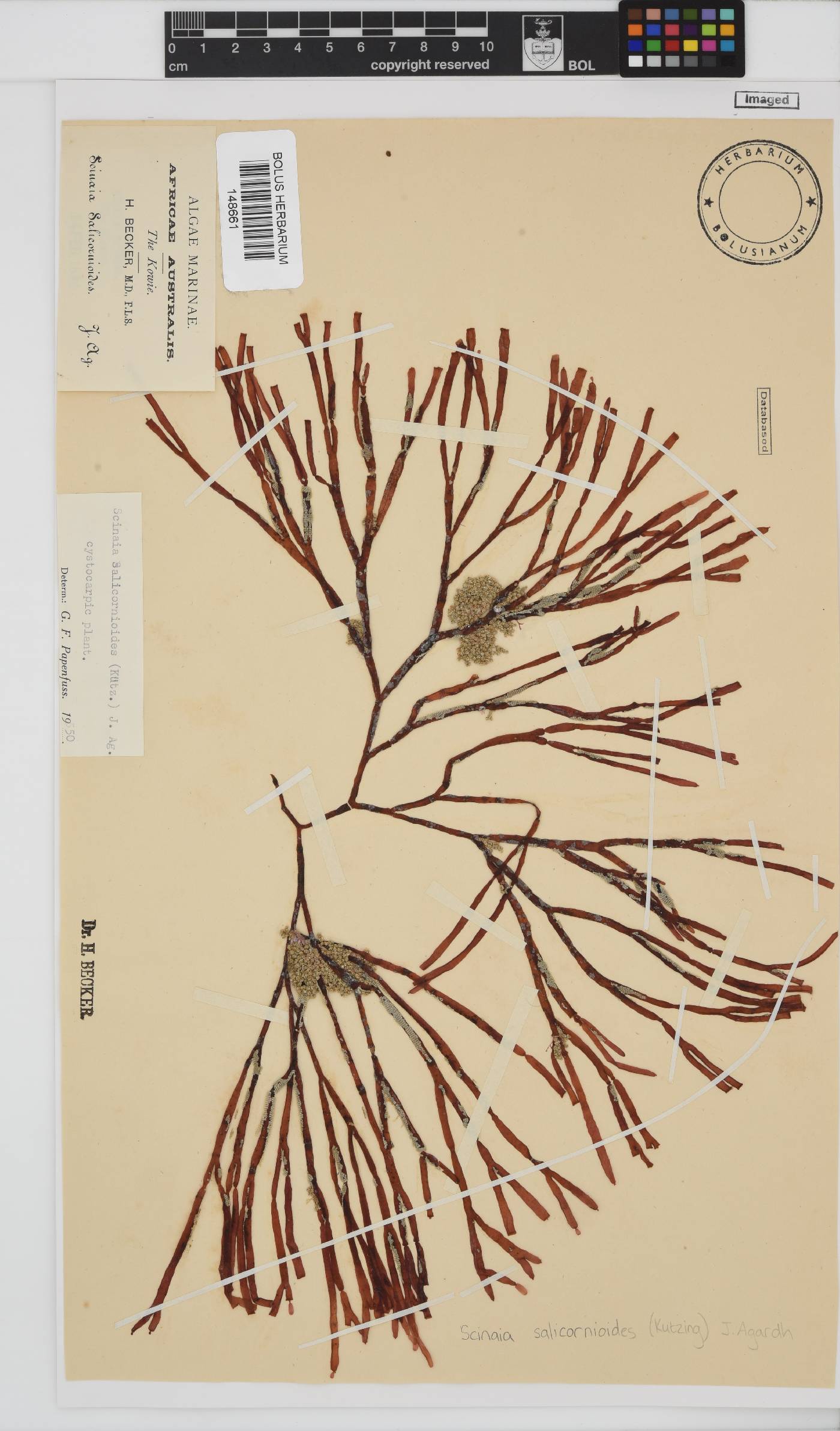 Scinaia salicornioides image