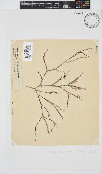 Scinaia salicornioides image