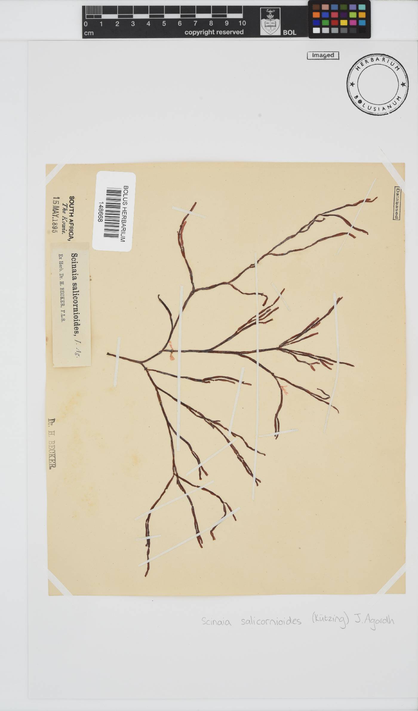 Scinaia salicornioides image