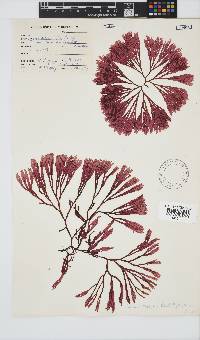 Scinaia capensis image