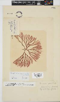 Scinaia capensis image