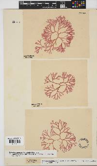 Scinaia capensis image