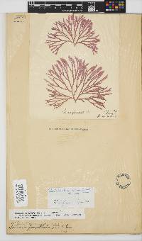 Scinaia capensis image