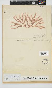 Scinaia capensis image