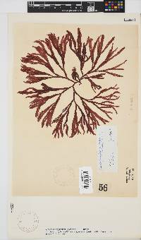 Scinaia capensis image