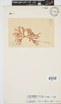 Scinaia capensis image