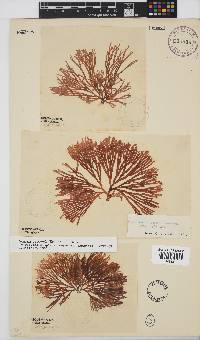 Scinaia capensis image