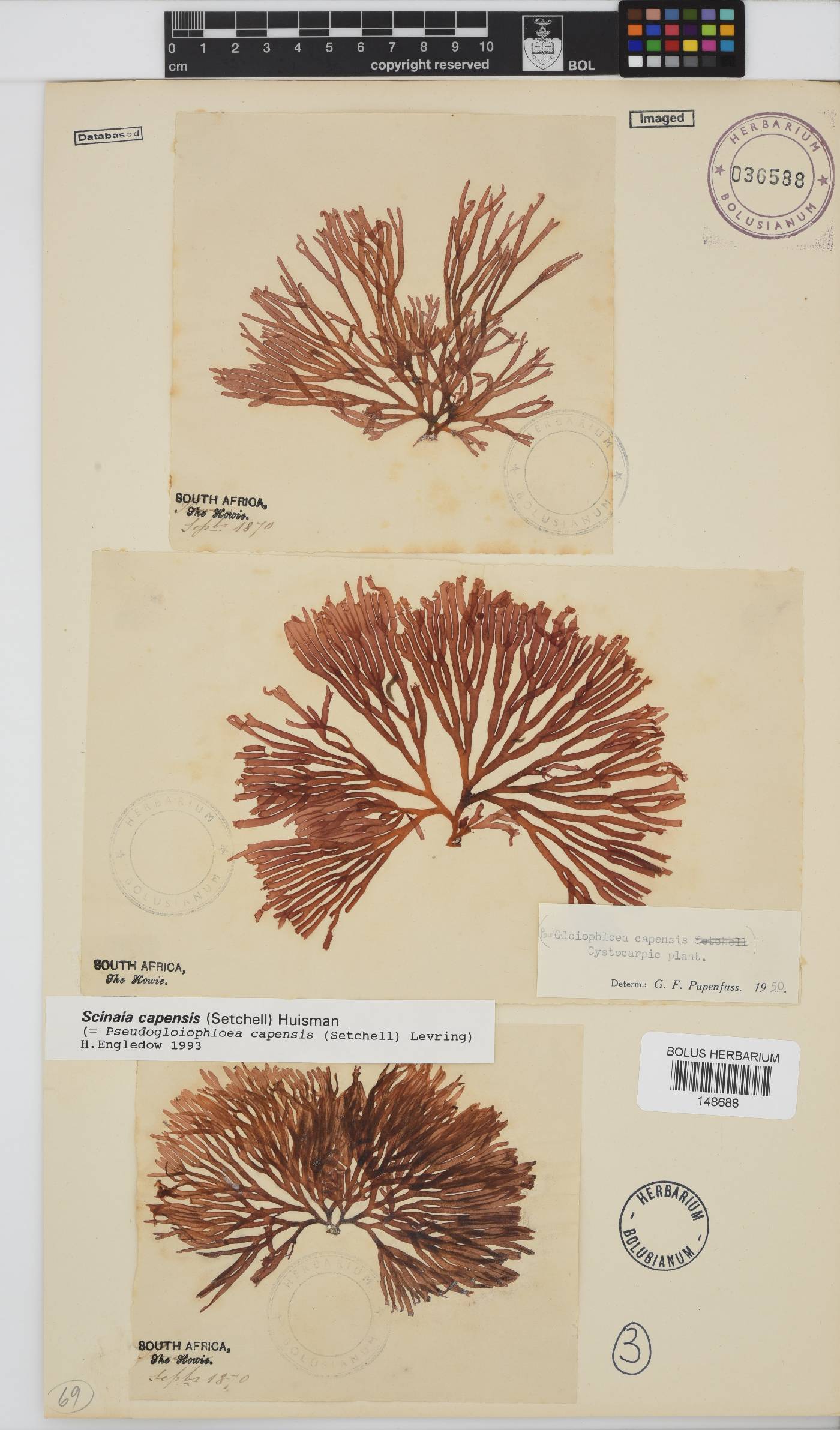 Scinaia capensis image