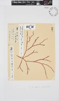 Scinaia capensis image