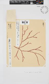 Scinaia capensis image