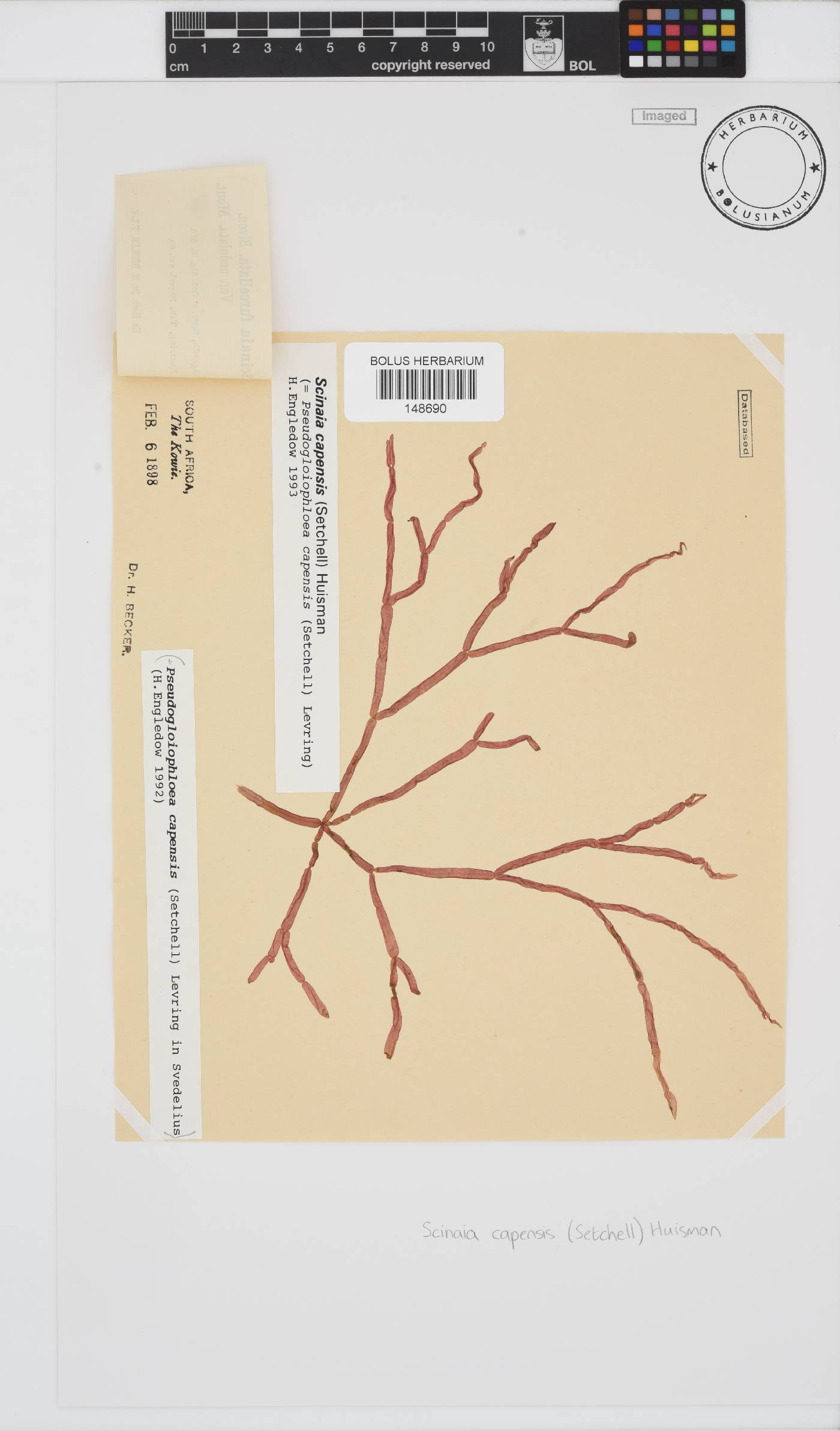 Scinaia capensis image
