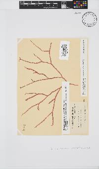 Scinaia capensis image