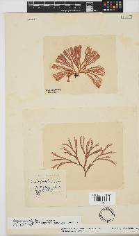 Scinaia capensis image