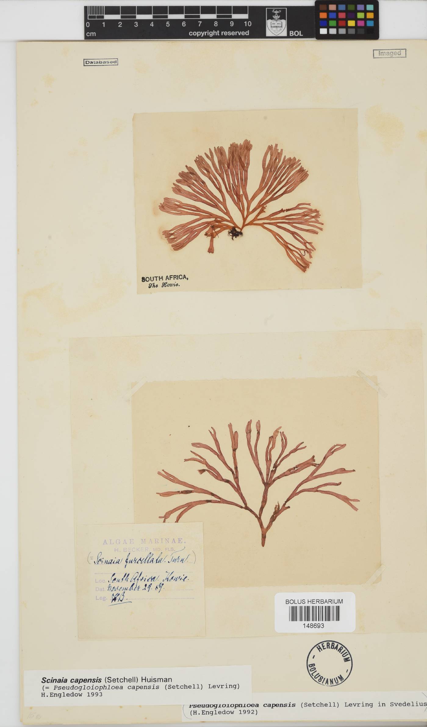 Scinaia capensis image