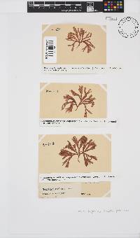 Scinaia capensis image