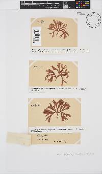 Scinaia capensis image
