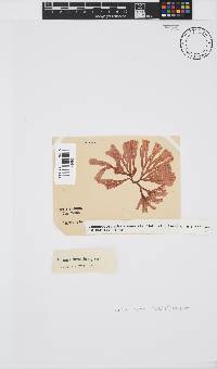 Scinaia capensis image