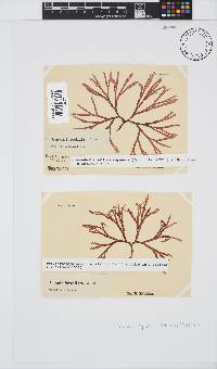 Scinaia capensis image