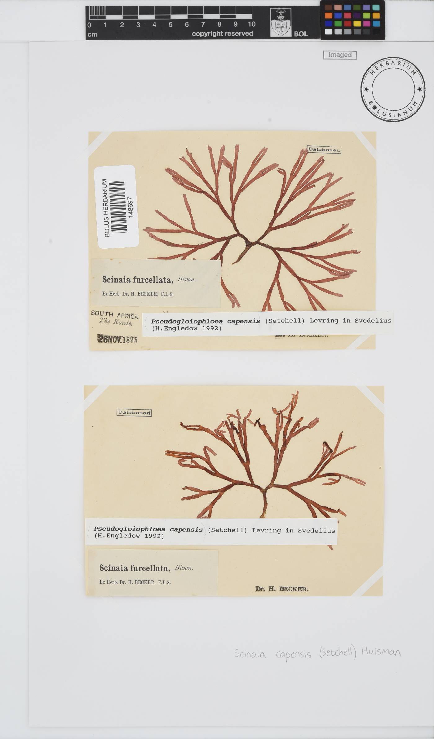 Scinaia capensis image