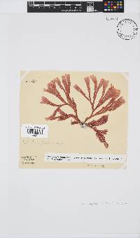 Scinaia capensis image